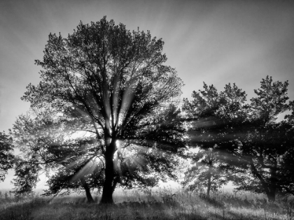 Picture of MORNING LIGHT
