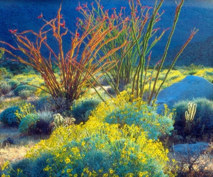 Picture of VIBRANT DESERT