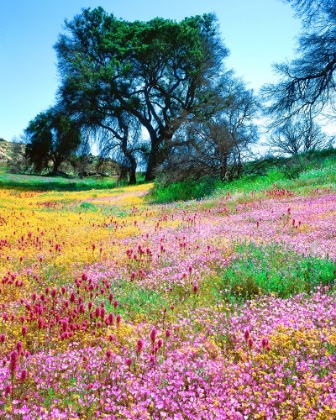 Picture of WILDFLOWER DISPLAY I