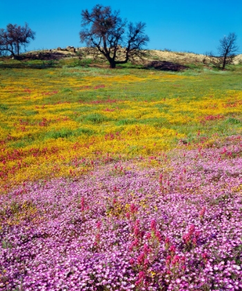 Picture of WILDFLOWER DISPLAY II