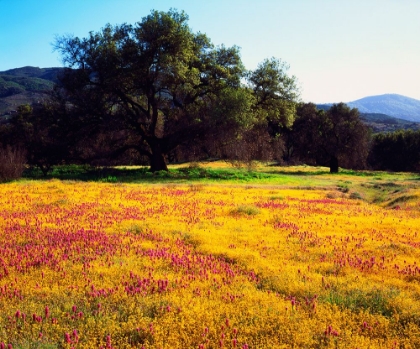 Picture of WILDFLOWER DISPLAY III