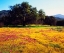 Picture of WILDFLOWER DISPLAY III