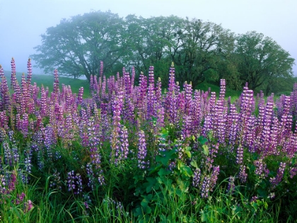 Picture of COUNTRY FLOWERS