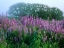 Picture of COUNTRY FLOWERS