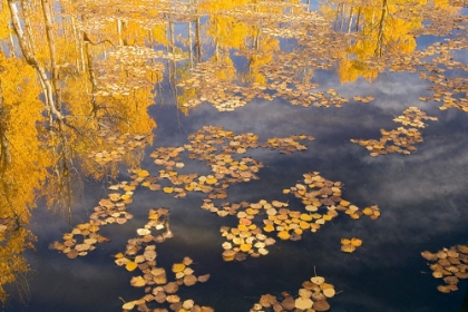 Picture of FLOATING FALL LEAVES