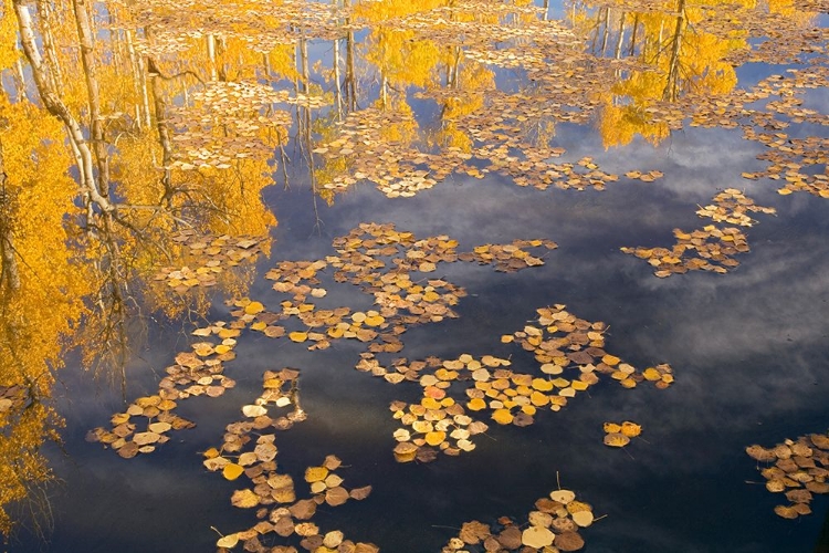 Picture of FLOATING FALL LEAVES