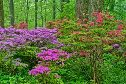 Picture of FOREST FLOWERS II