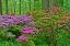 Picture of FOREST FLOWERS II