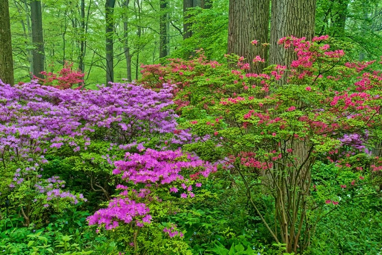 Picture of FOREST FLOWERS II