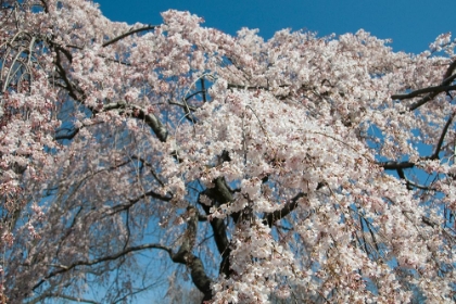 Picture of SPRING BRANCHES