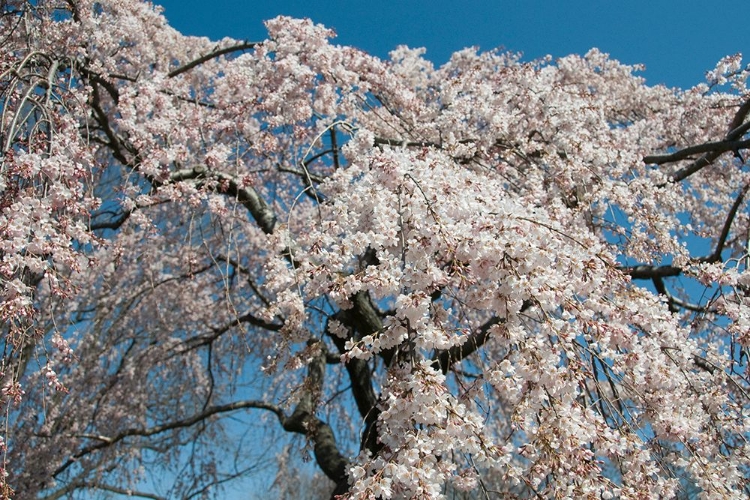 Picture of SPRING BRANCHES
