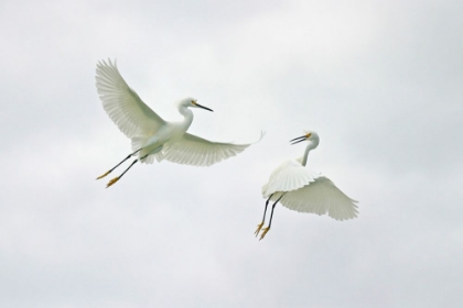 Picture of FLYING HERONS