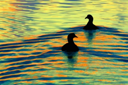 Picture of SUNSET SWIM