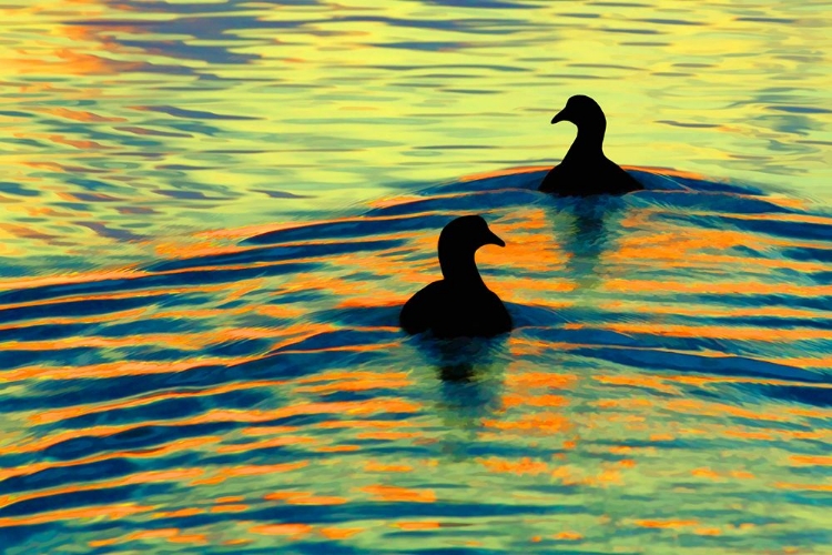 Picture of SUNSET SWIM