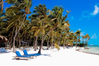 Picture of TROPICAL BREEZE