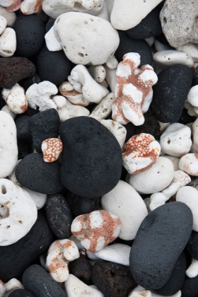Picture of STONES AND CORAL