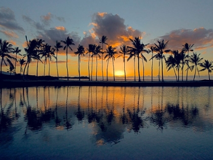 Picture of TROPICAL SILHOUETTE