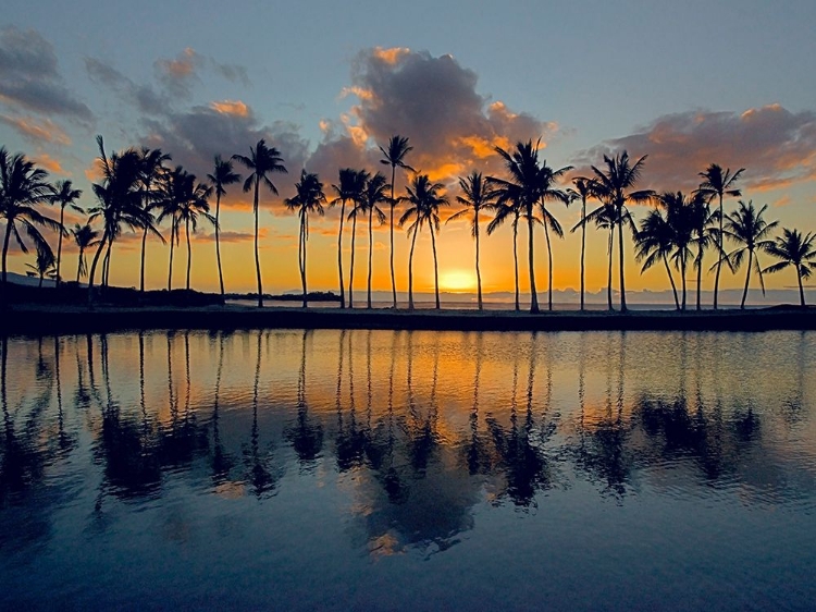 Picture of TROPICAL SILHOUETTE