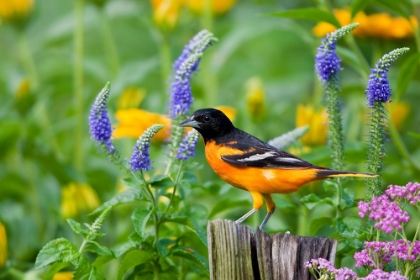Picture of ORIOLE IN THE GARDEN