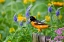Picture of ORIOLE IN THE GARDEN