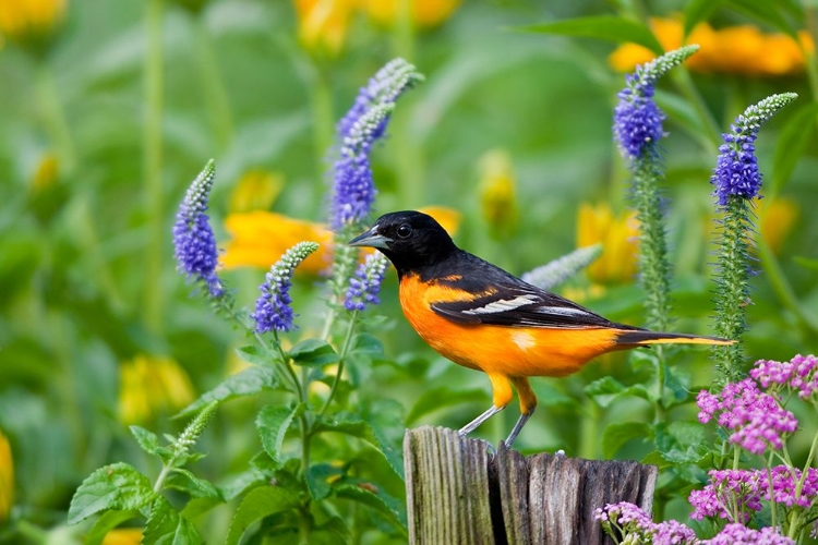 Picture of ORIOLE IN THE GARDEN