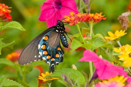 Picture of BUTTERFLY SPLENDOR