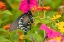 Picture of BUTTERFLY SPLENDOR