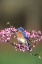 Picture of GARDEN BLUEBIRD I