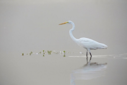 Picture of EGRET II