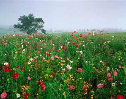 Picture of WILDFLOWER FIELD (COLOR)