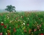 Picture of WILDFLOWER FIELD (COLOR)