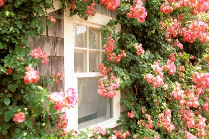 Picture of FLORAL EXTERIOR I