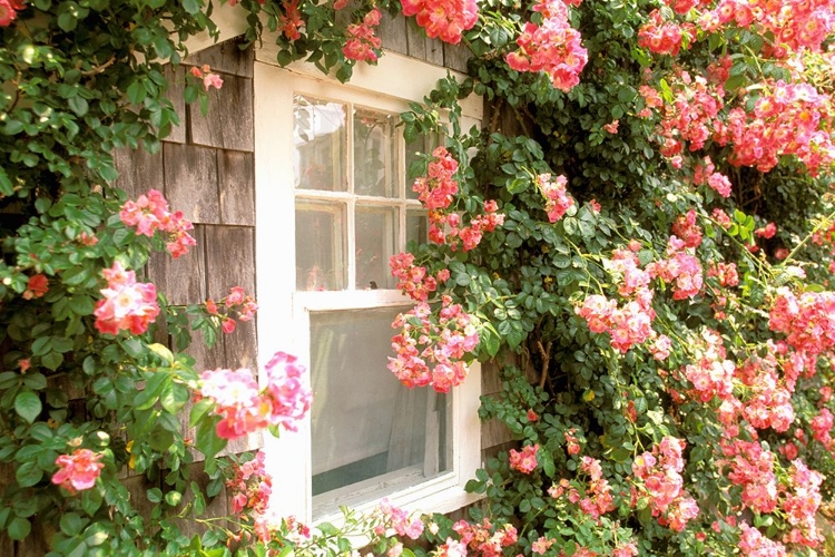 Picture of FLORAL EXTERIOR I