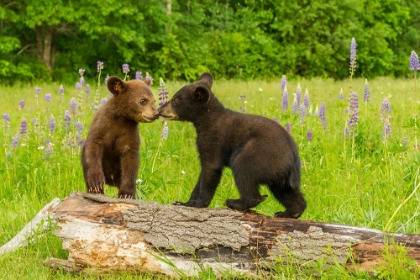 Picture of FRIENDLY CUBS