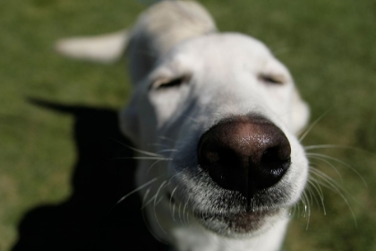 Picture of HAPPY DOG