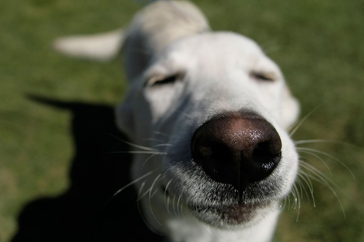 Picture of HAPPY DOG