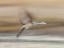 Picture of SANDHILL CRANE II