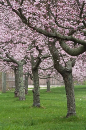 Picture of CHERRY TREES I