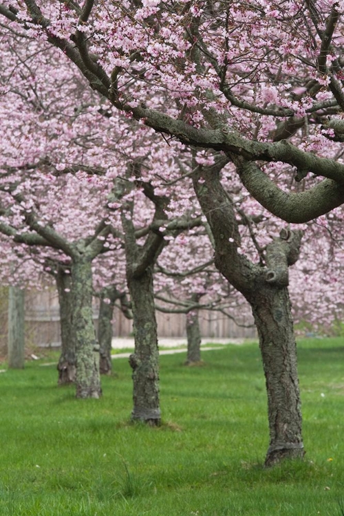 Picture of CHERRY TREES I