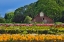 Picture of ROWS OF COLOR