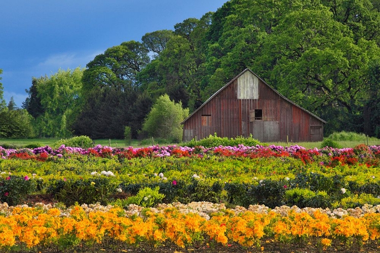 Picture of ROWS OF COLOR
