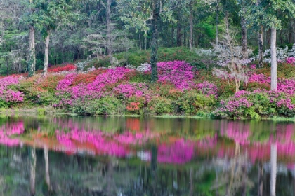 Picture of LAKESIDE COLOR I