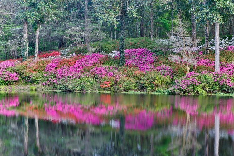 Picture of LAKESIDE COLOR I