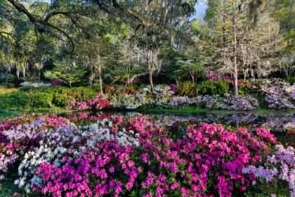 Picture of GARDEN COLORS