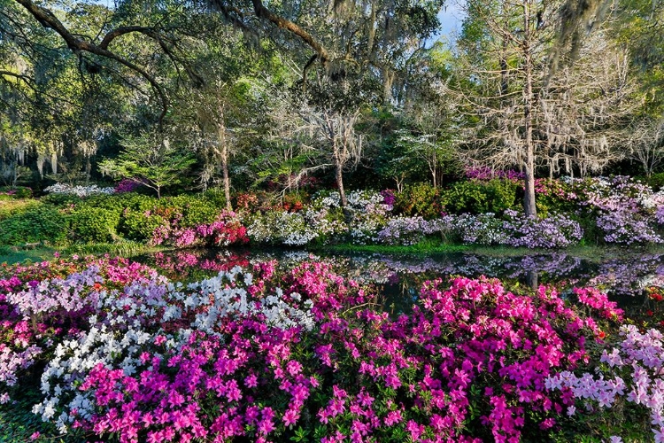 Picture of GARDEN COLORS