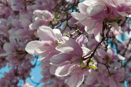 Picture of SPRING BLOOM CLOSE-UP
