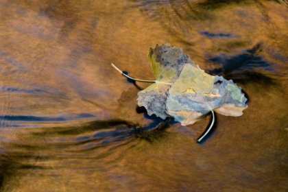 Picture of FLOATING LEAVES
