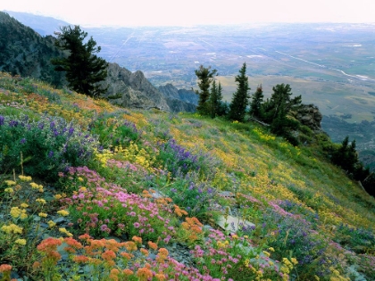 Picture of COLORFUL MOUNTAINSIDE