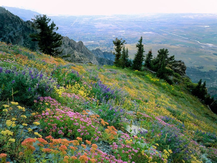Picture of COLORFUL MOUNTAINSIDE