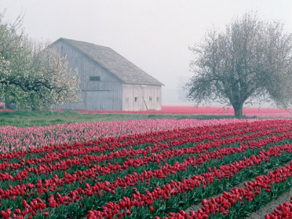 Picture of TULIP FARM